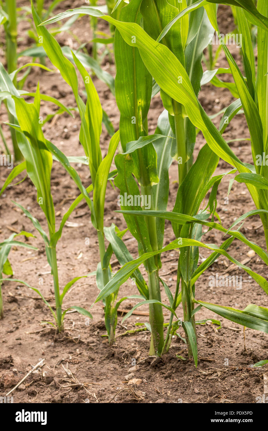 German corn field with big green leaves Stock Photo Alamy