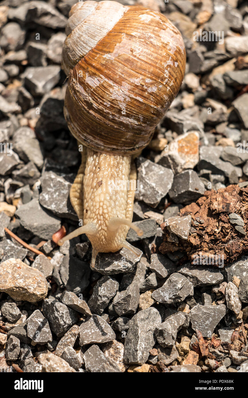Big edible snail on stony ground in the forest Stock Photo