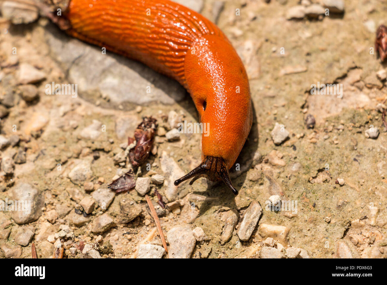 How Do I Stop Slugs And Snails Eating My Plants? (Hint