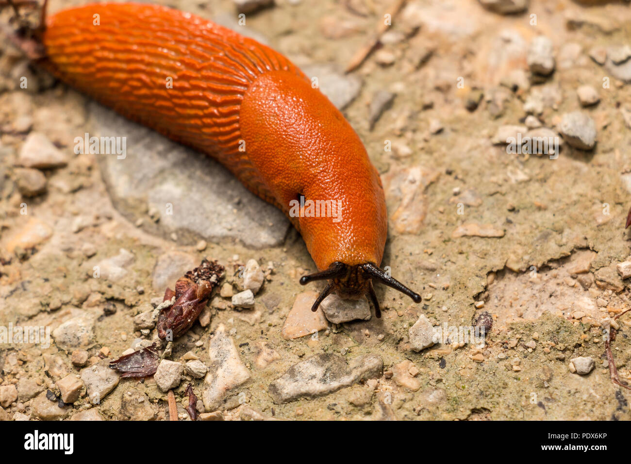 Big orange snail on stony ground in the forest Stock Photo