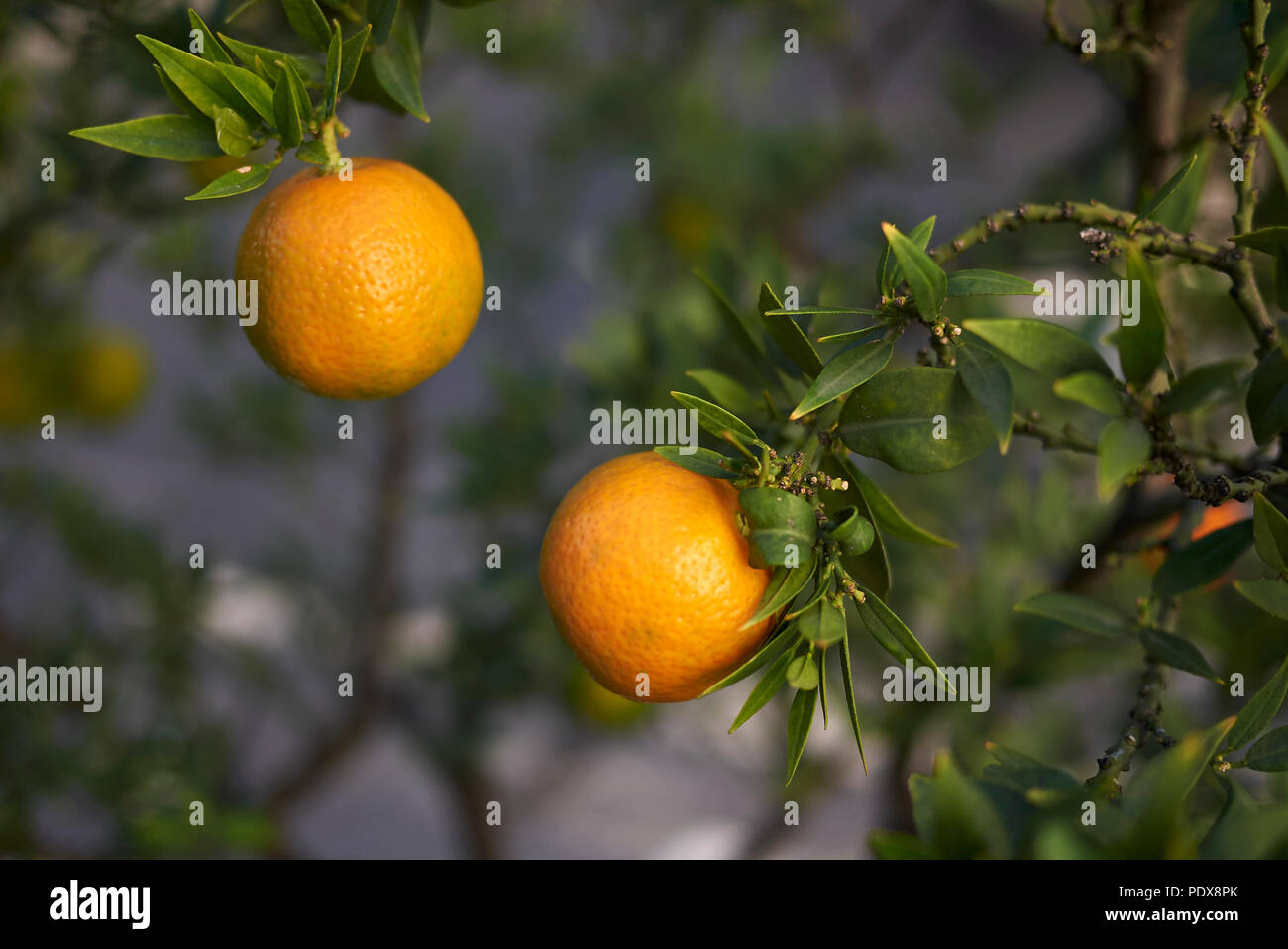 Citrus myrtifolia Stock Photo