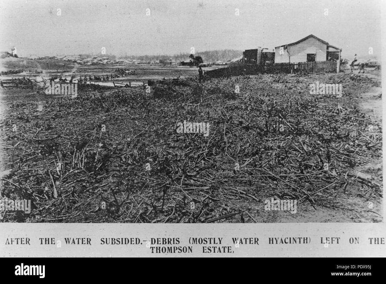 275 StateLibQld 1 86580 Debris left in a farmer's paddock after a storm, Greenslopes, 1905 Stock Photo