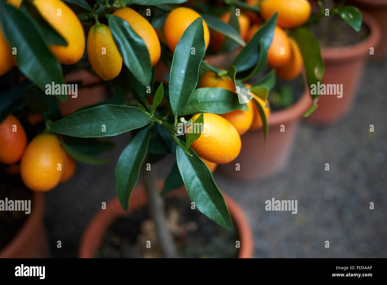 Kumquats plant closeup Stock Photo