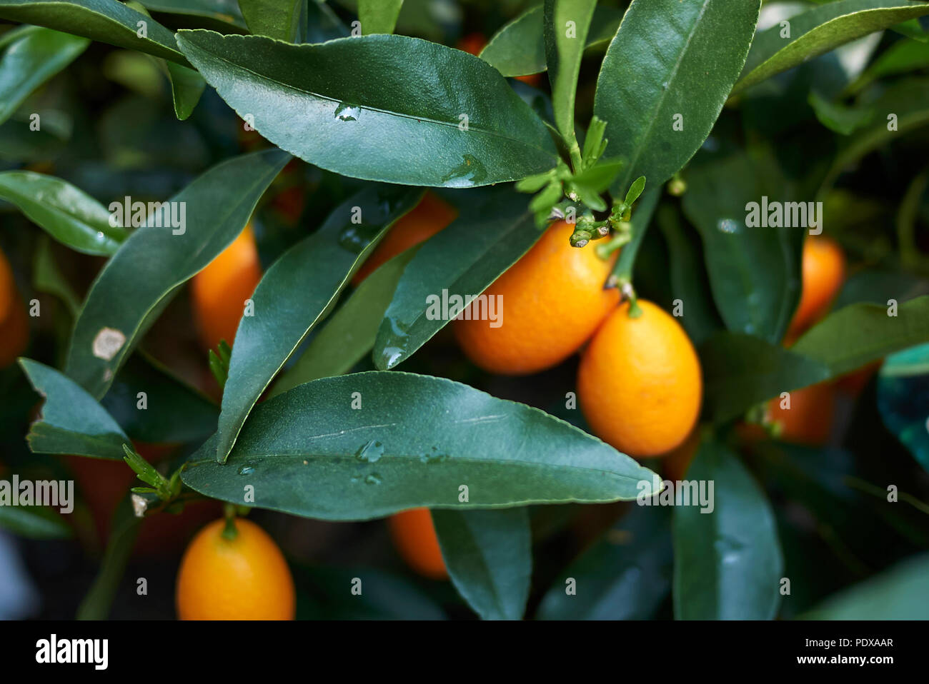 Kumquats plant closeup Stock Photo