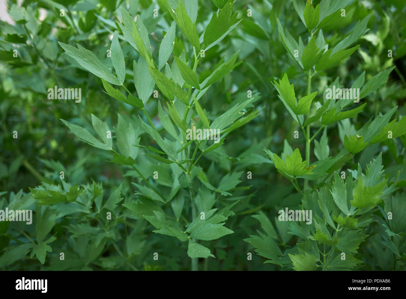 Levisticum officinale plant Stock Photo