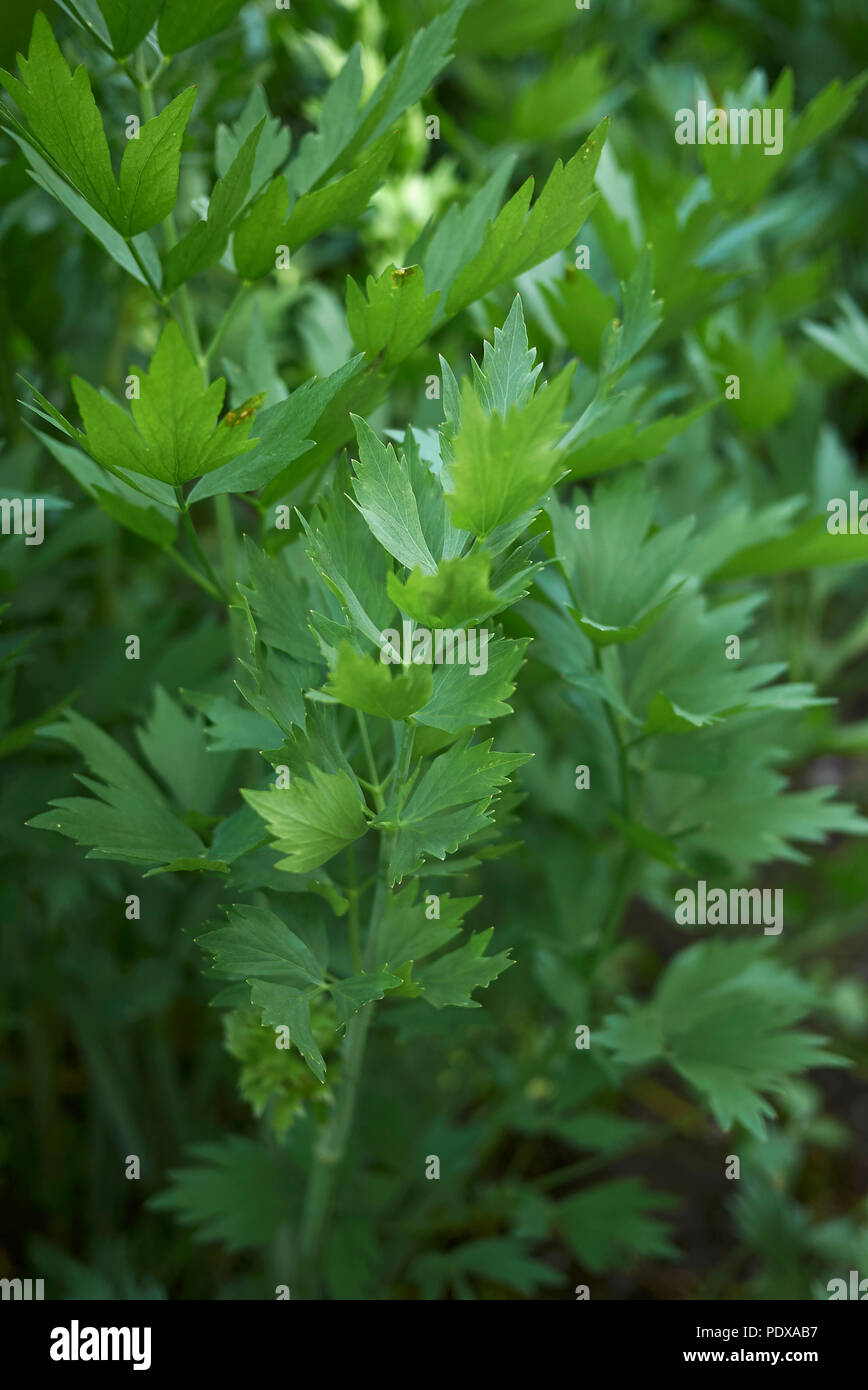 Levisticum officinale plant Stock Photo