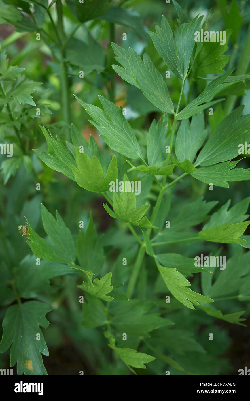 Levisticum officinale plant Stock Photo