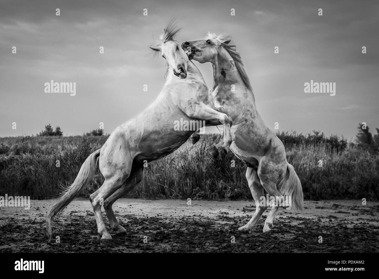Camargue Horses sparring, Saintes-Maries-de-la-Mer, Camargue, France Stock Photo