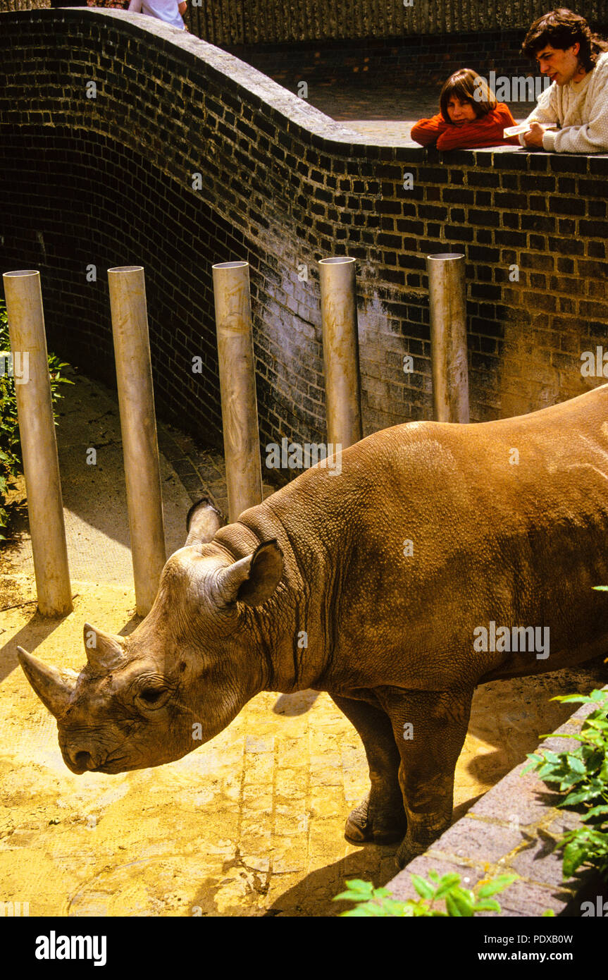 Black Rhino at London Zoo, (now moved), Regents Park, London, England, UK, GB Stock Photo Alamy