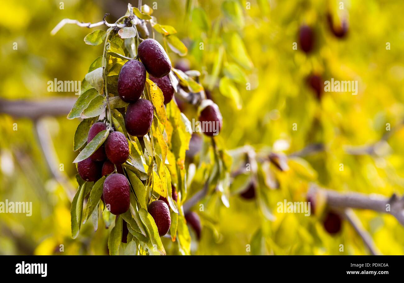 Urumqi, China's Xinjiang Uygur Autonomous Region. 23rd Oct, 2017. Red dates are seen in Ruoqiang County, northwest China's Xinjiang Uygur Autonomous Region, Oct. 23, 2017. Xinjiang, enjoying the long sunshine duration and large temperature difference, is famous for its bounty of fruits, including grapes, melons, pears, etc. Credit: Zhao Ge/Xinhua/Alamy Live News Stock Photo