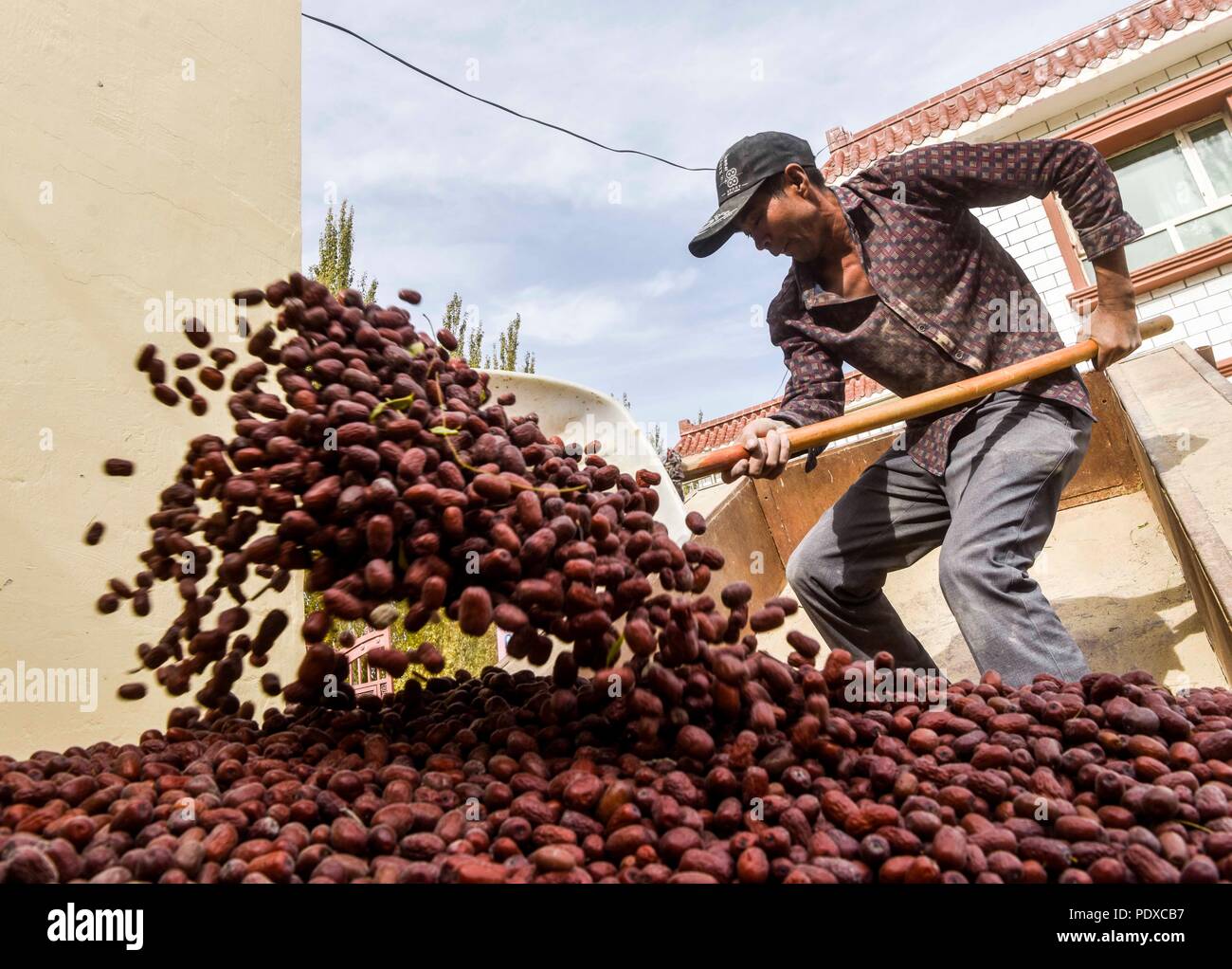 Urumqi, China's Xinjiang Uygur Autonomous Region. 23rd Oct, 2017. A farmer dries red dates in Ruoqiang County, northwest China's Xinjiang Uygur Autonomous Region, Oct. 23, 2017. Xinjiang, enjoying the long sunshine duration and large temperature difference, is famous for its bounty of fruits, including grapes, melons, pears, etc. Credit: Zhao Ge/Xinhua/Alamy Live News Stock Photo