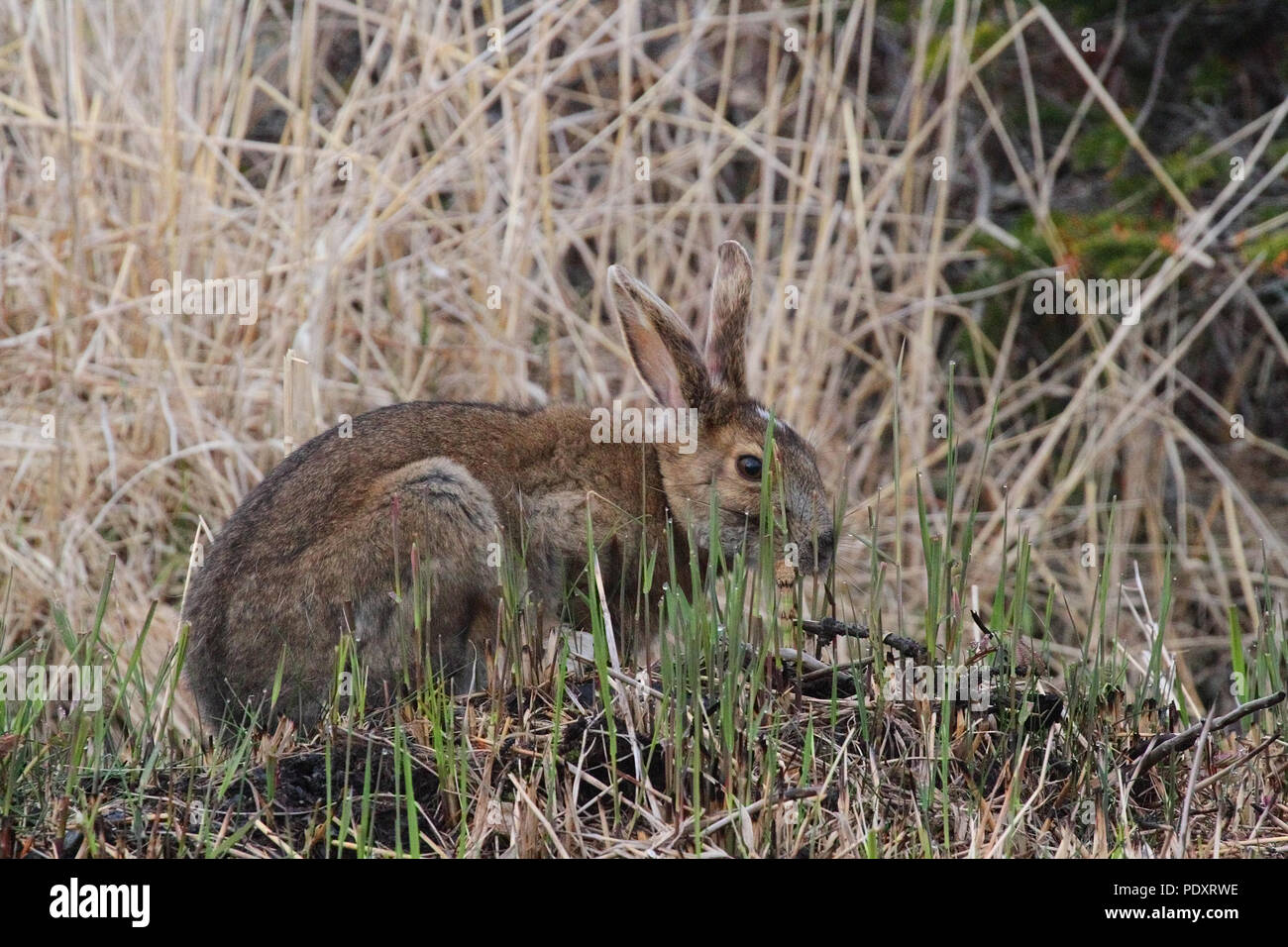 White-tailed jackrabbit, lepus townsendii Stock Photo - Alamy