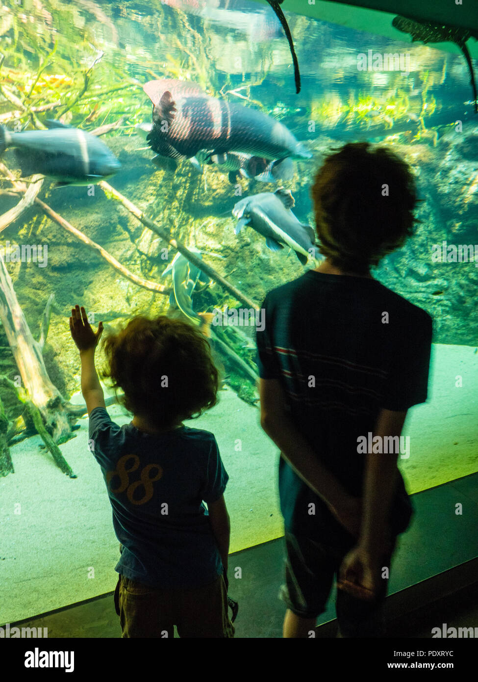 Children Watching Marine Life,  National Aquarium Denmark, The Blue Planet, Copenhagen, Zealand, Demark, Europe. Stock Photo