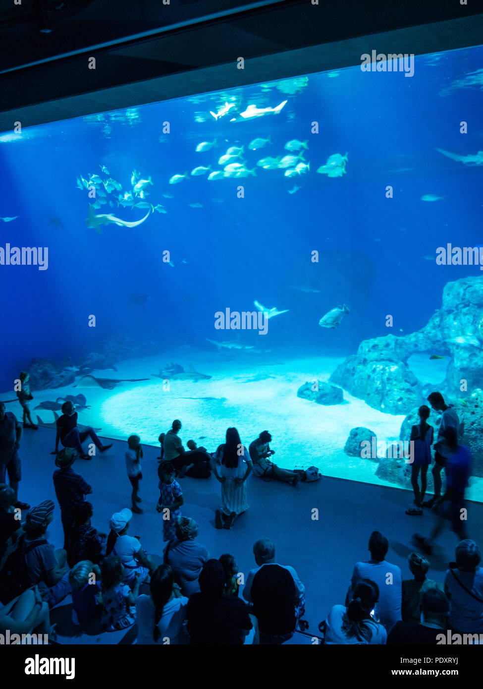People Watching Marine Life,  National Aquarium Denmark, The Blue Planet, Copenhagen, Zealand, Demark, Europe. Stock Photo