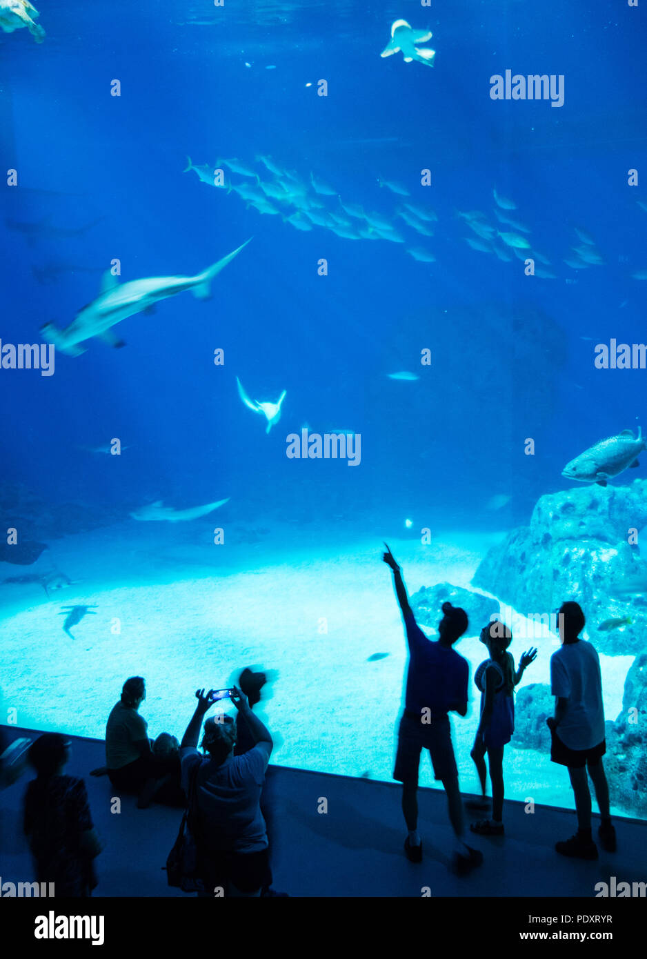 komprimeret Jeg accepterer det Civic People Watching Marine Life, National Aquarium Denmark, The Blue Planet,  Copenhagen, Zealand, Demark, Europe Stock Photo - Alamy