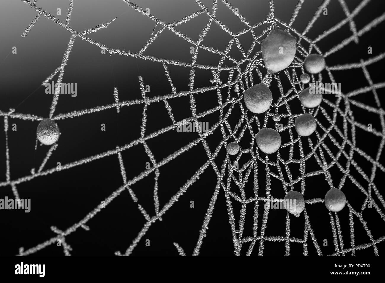 Close-up spider web at sunrise with frost on web and frozen water droplets. Stock Photo