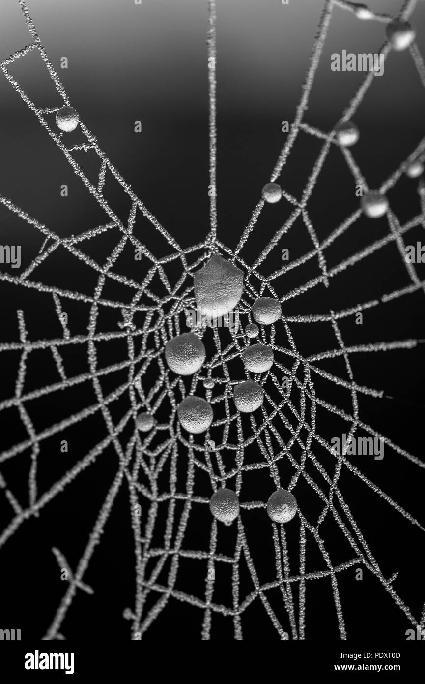 Close-up spider web at sunrise with frost on web and frozen water droplets. Stock Photo