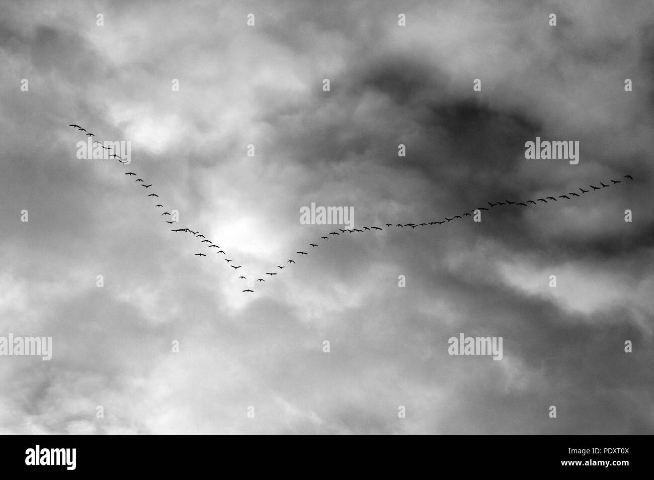 Geese in flight with cirrostratus clouds overhead Stock Photo