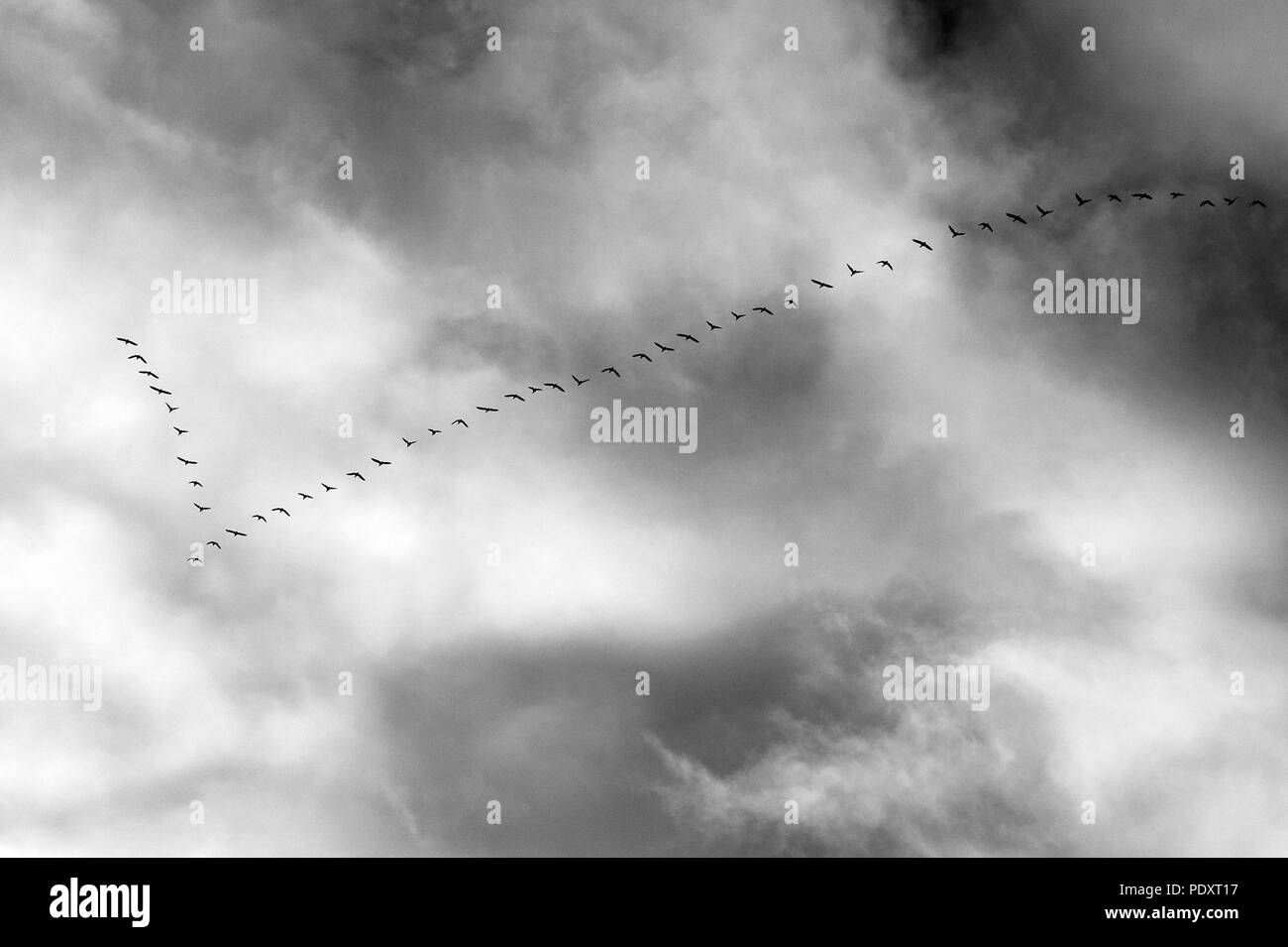 Geese in flight with cirrostratus clouds overhead Stock Photo