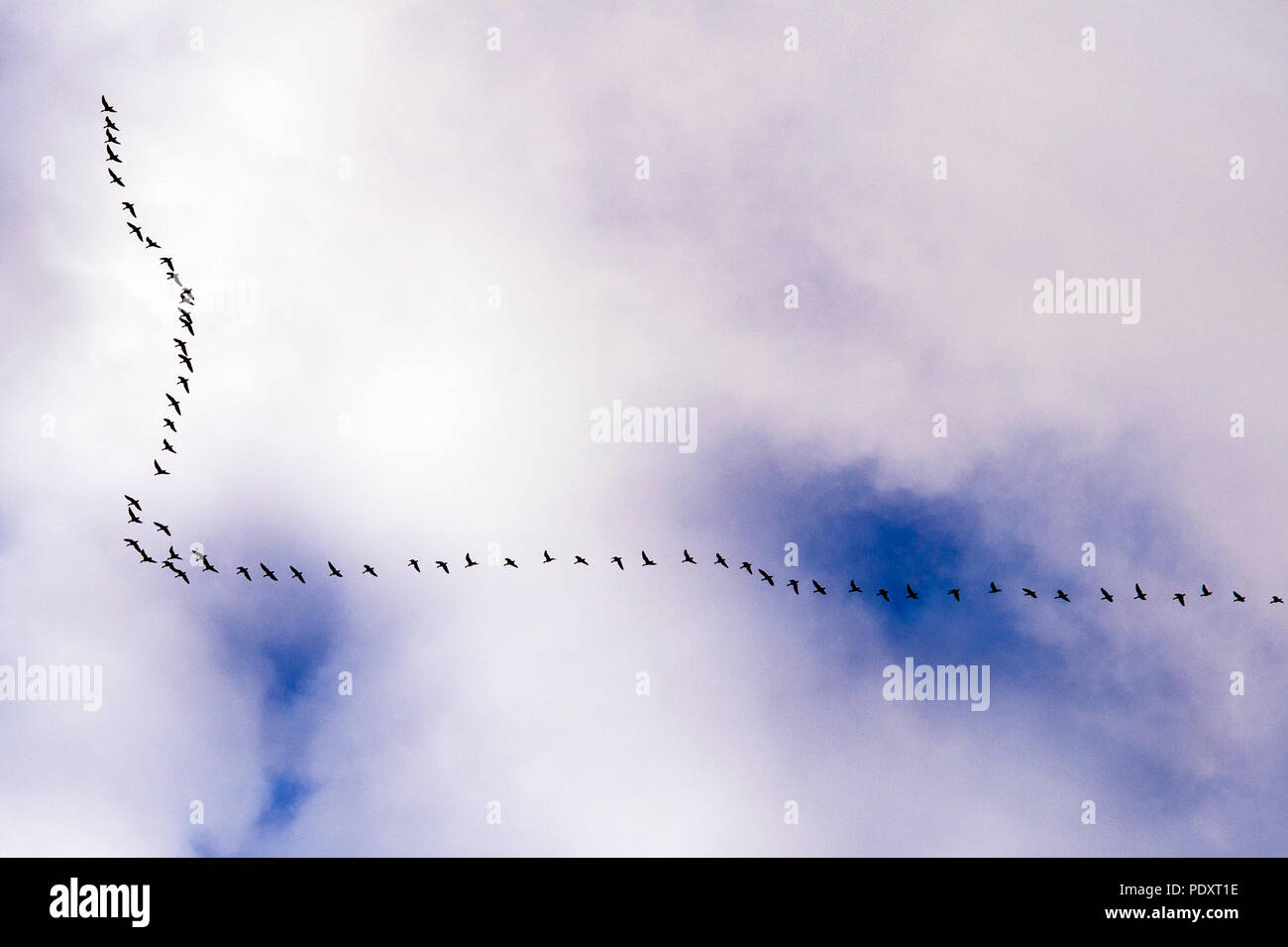 Geese in flight with cirrostratus clouds overhead Stock Photo