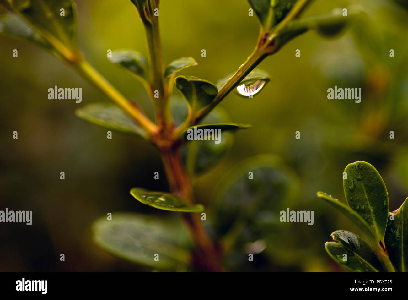 Plant close-up with water droplet Stock Photo - Alamy
