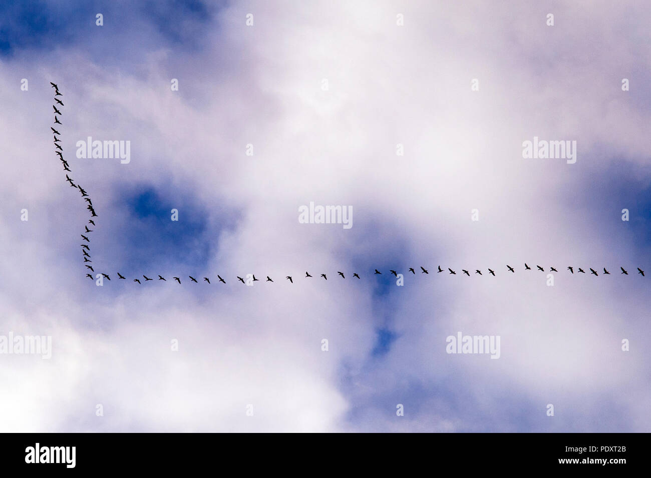 Geese in flight with cirrostratus clouds overhead Stock Photo