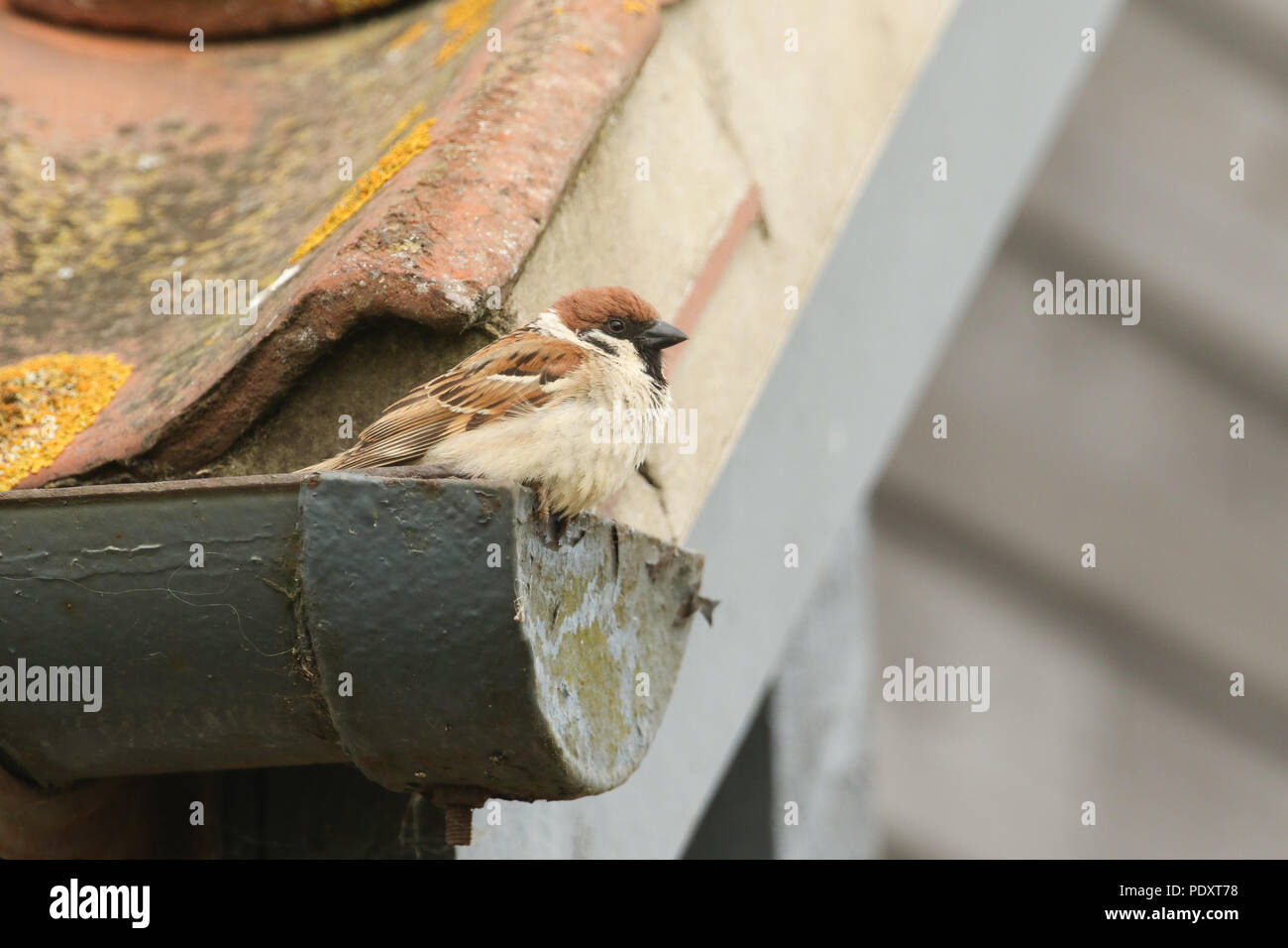 Воробьи под крышей дома. Домик воробья под крышей. Воробей на крыше. Воробьев дом. Воробьи на крыше дома.