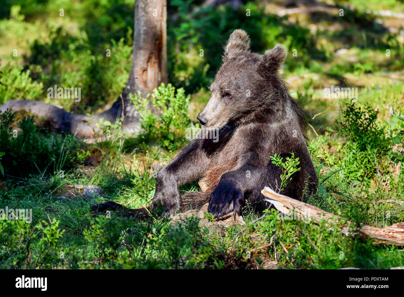 Brown bear cub has sat down to get some relaxation. Stock Photo