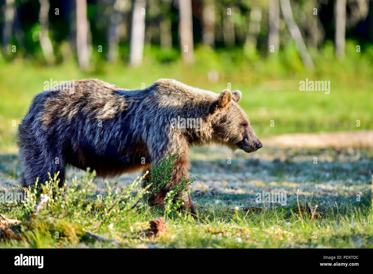 Tired looking brown bear mom at the swamp. Stock Photo