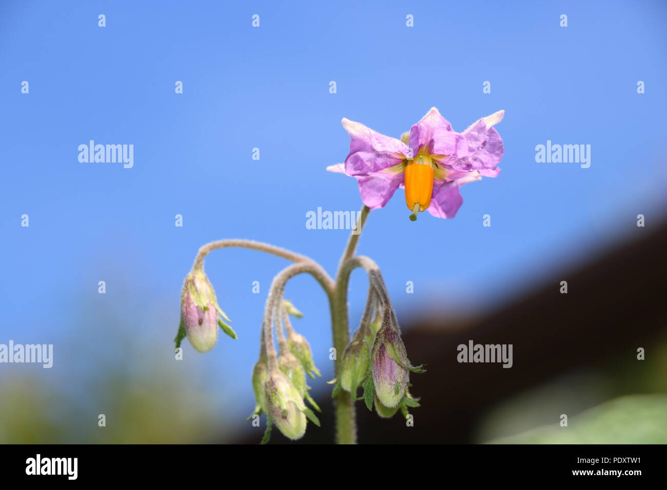 Potato Flowers, Flowers of the Potato Plant with pink petals and yellow stamen. Stock Photo
