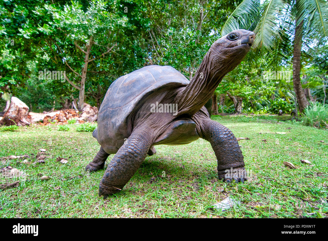 Aldabra giant tortoise in Curiouse Island, Seychelles Stock Photo