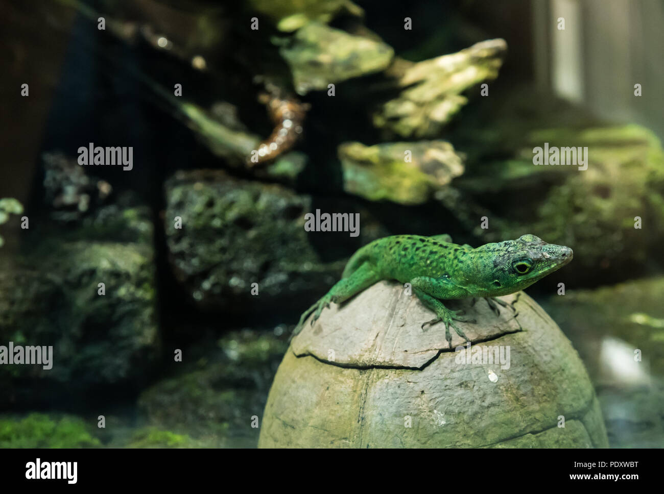 A vibrant green sand lizard posing on a cracked egg shell shaped rock, with a rock background, in a Zoo in Zurich. Stock Photo
