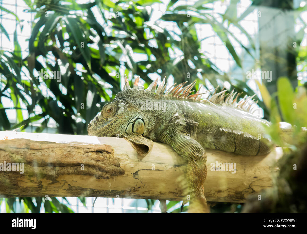 An Iguana, in a glass house display, resting on a wooden log in a ZOO, Zurich, with a tree and a fence in the background. Stock Photo