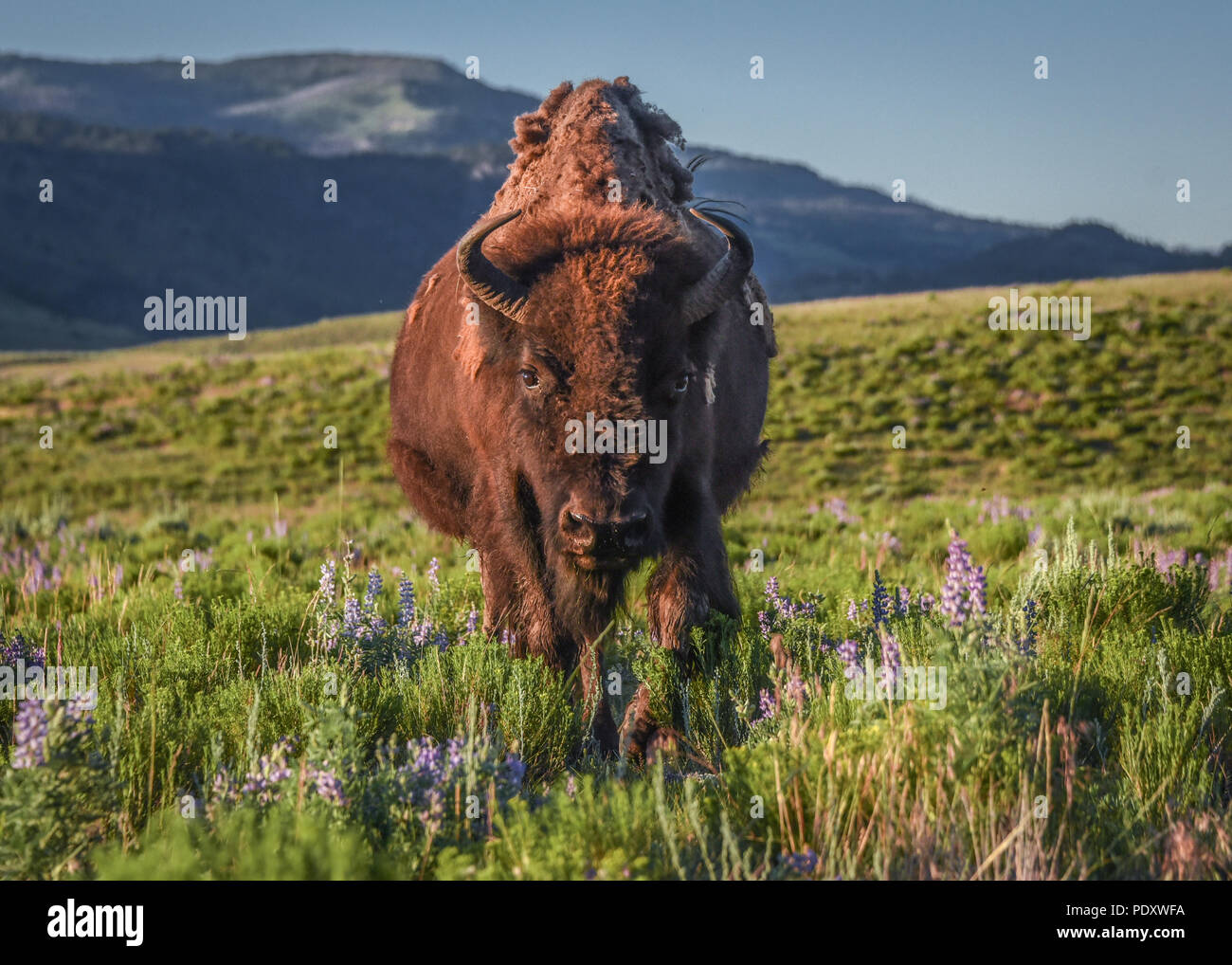 Female bison walking through the wildflowers, Lamar Valley, Yellowstone National Park Stock Photo