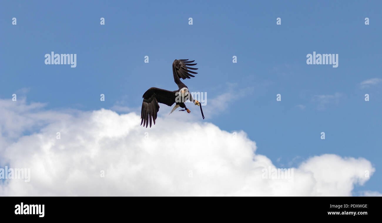 White headed eagle hi-res stock photography and images - Alamy