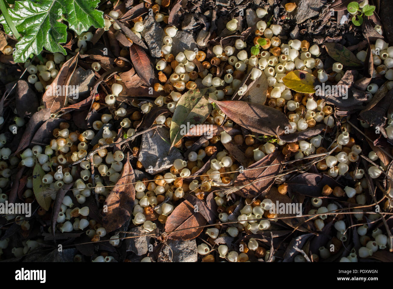 Texture background of autumn season with leaves wild fruit Stock Photo ...