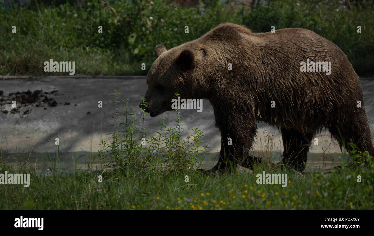 Brown bear wandering Stock Photo - Alamy