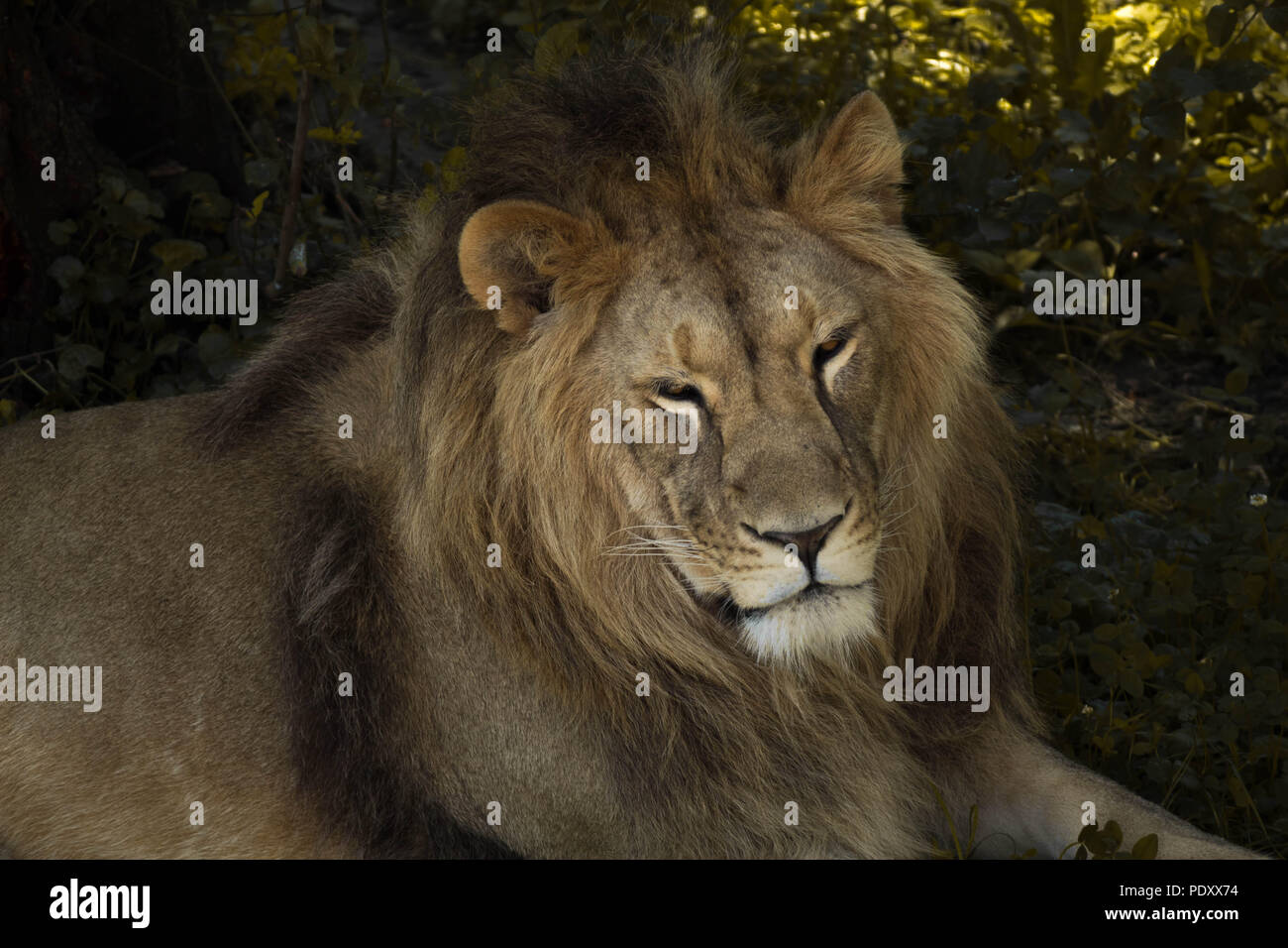 Lion roar close up hi-res stock photography and images - Alamy
