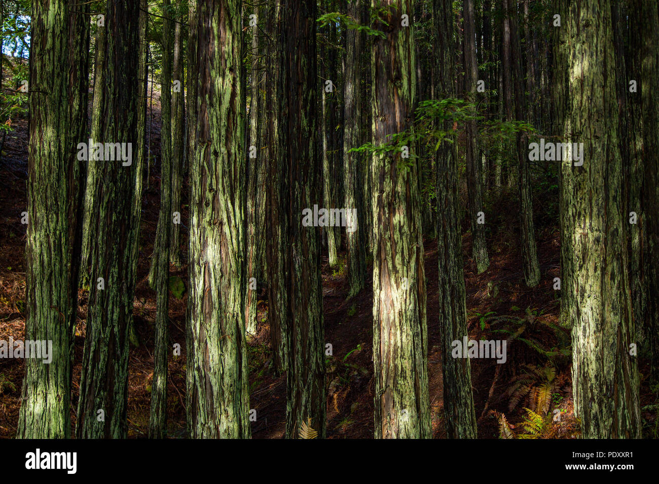 Dappled Light on Baby Redwood Trees after Rain, Mt. Tamalpais, Mill Valley, California, USA Stock Photo