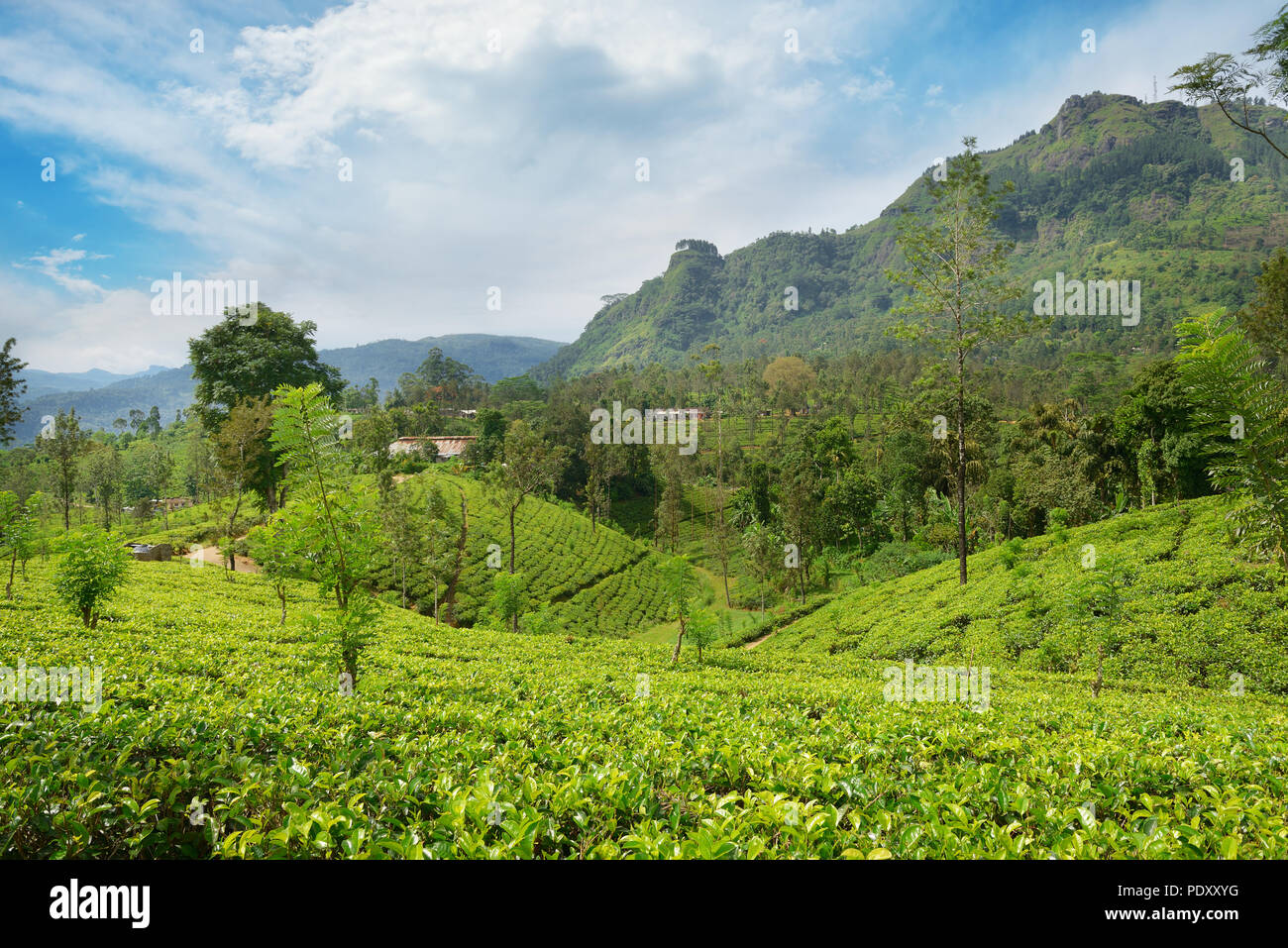 Tea plantations in the picturesque mountains and blue sky. Stock Photo