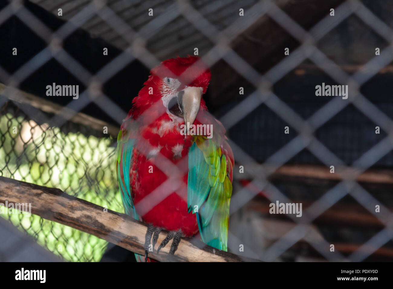 Red-and-green macaw (Ara chloropterus), a.k.a. green-winged macaw inside its enclosure at Zoo of Asuncion, Paraguay Stock Photo