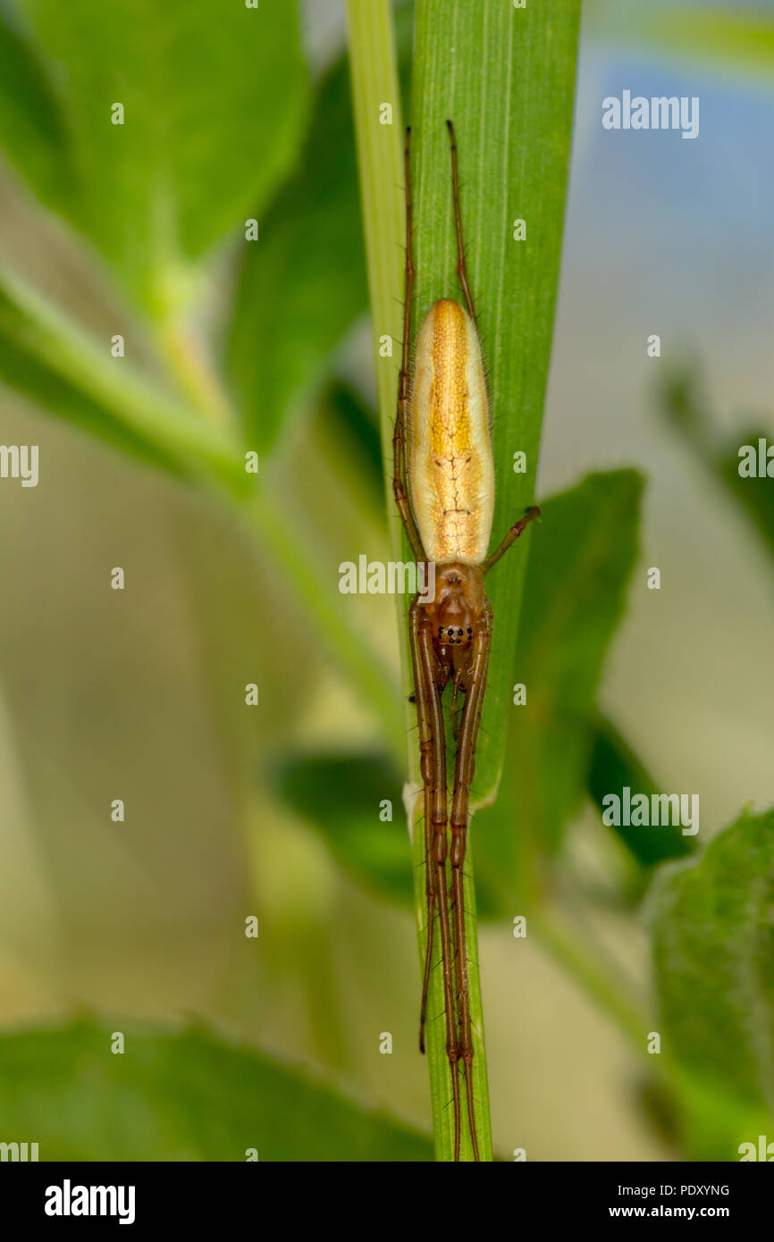 Macro shot of Long-jawed Orb-weaver spider vertically elongated on plant stem. Stock Photo