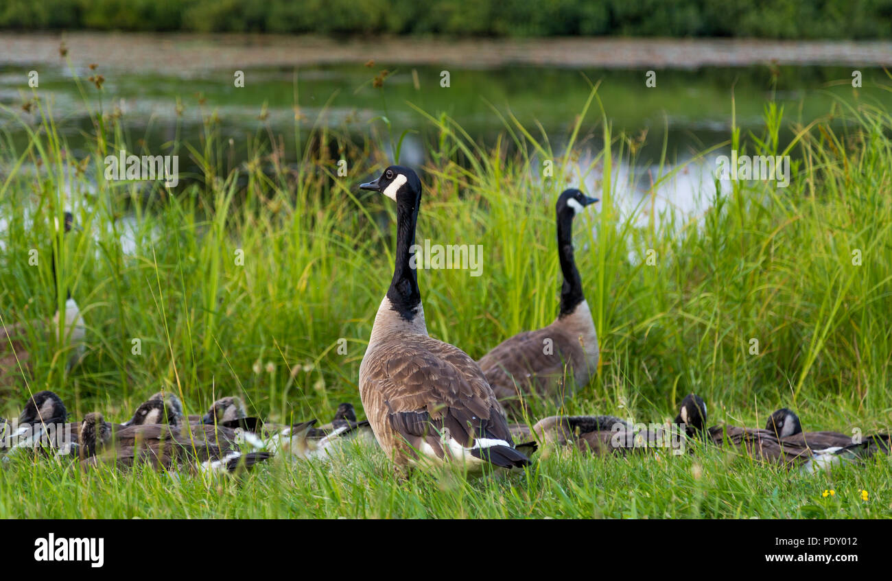 Canadian goose beside tall grass surrounded by goslings. Stock Photo