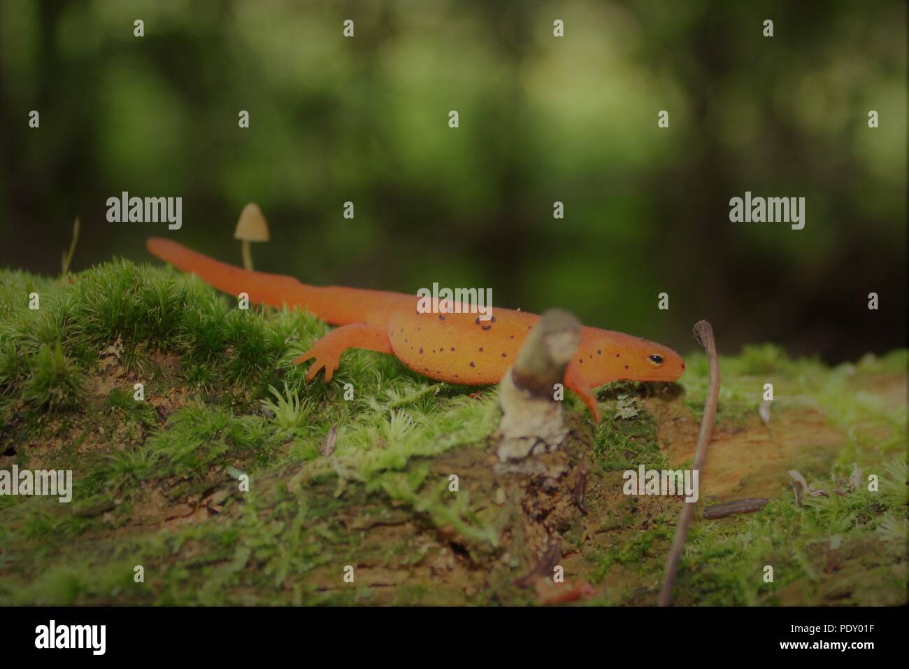 lizard on a log Stock Photo Alamy