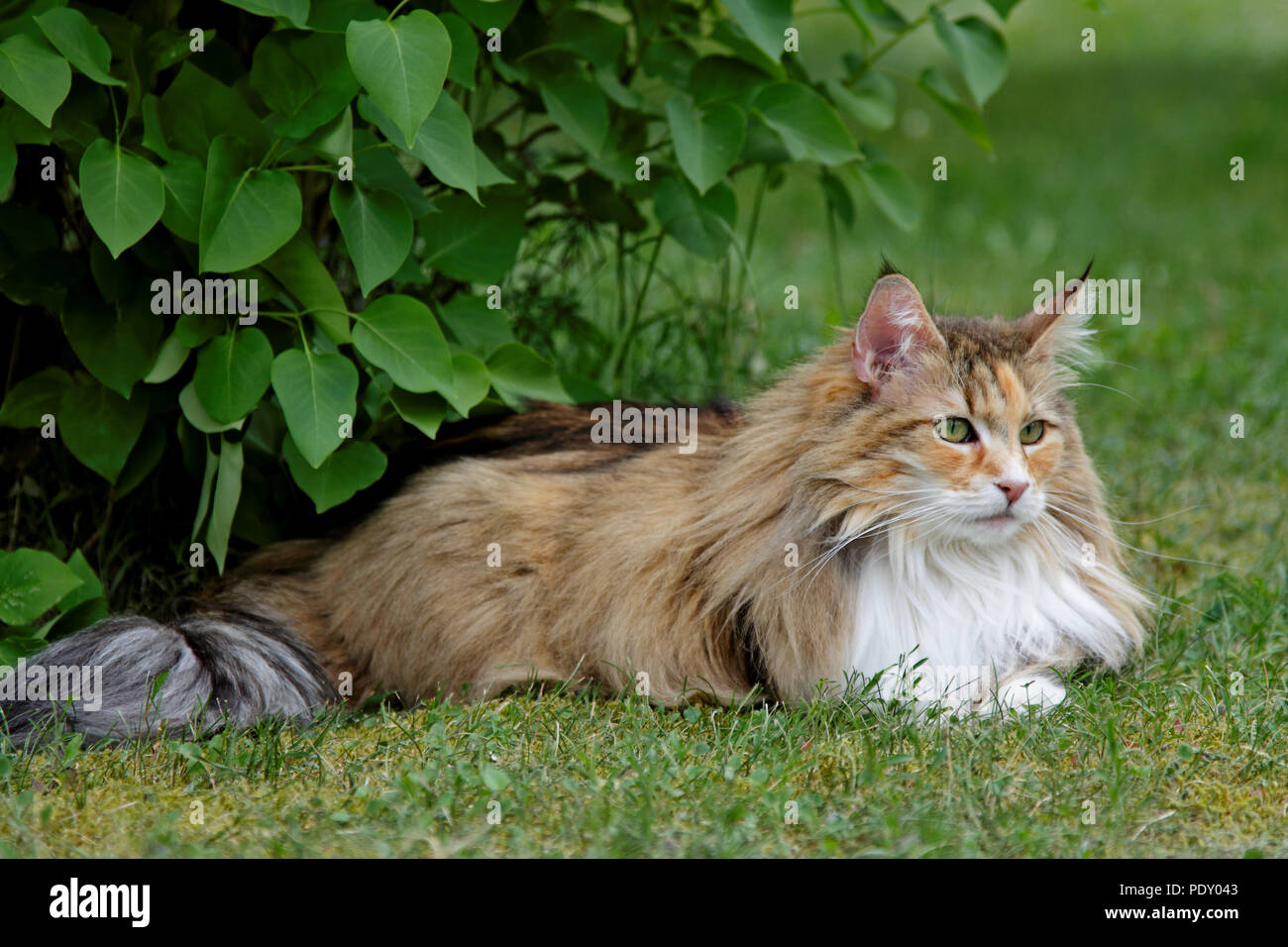 Norwegian forest cat female resting in garden Stock Photo