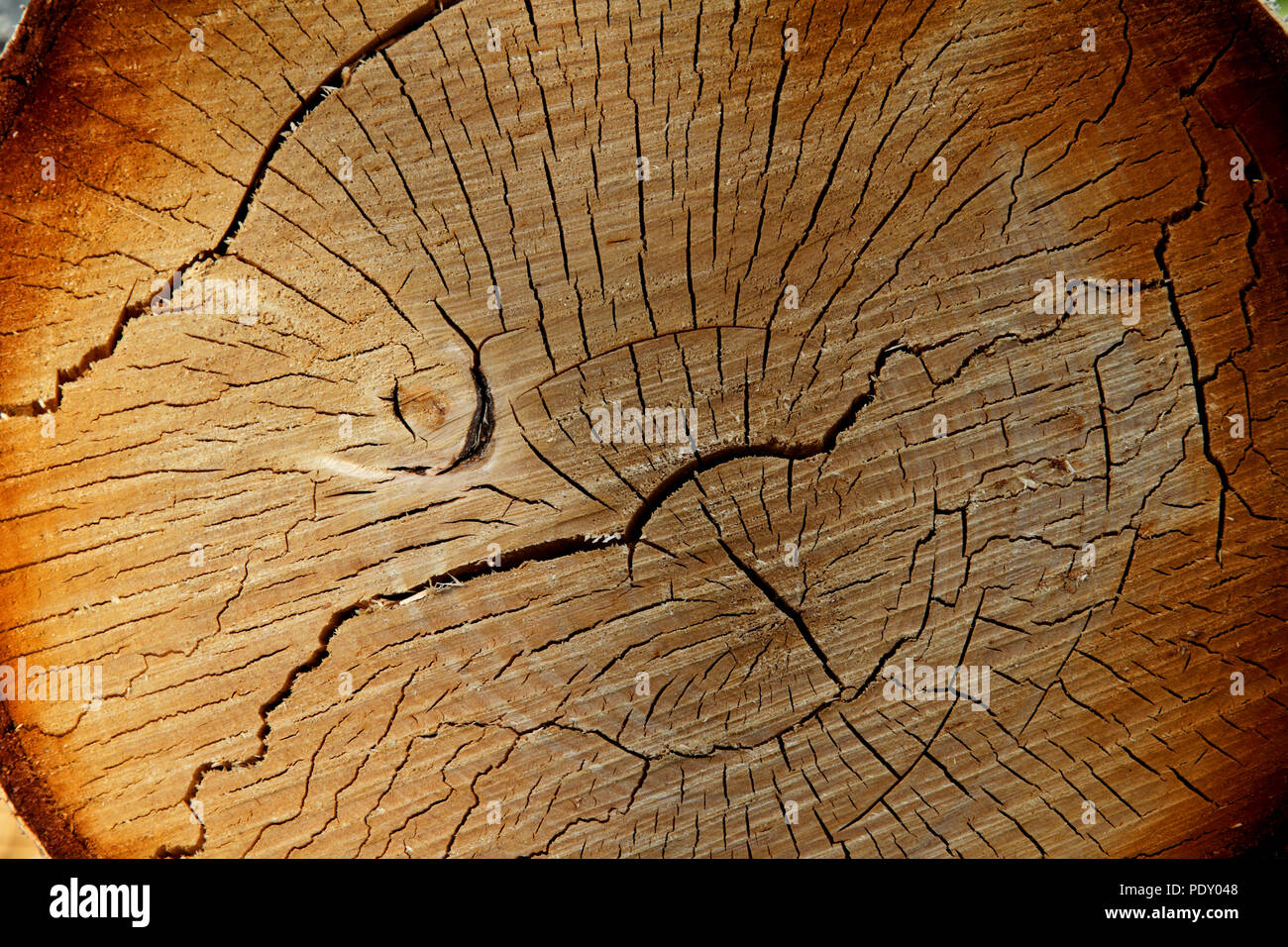 Counting Tree Rings On A Cut Log To Determine Its Age Stock Photo -  Download Image Now - iStock