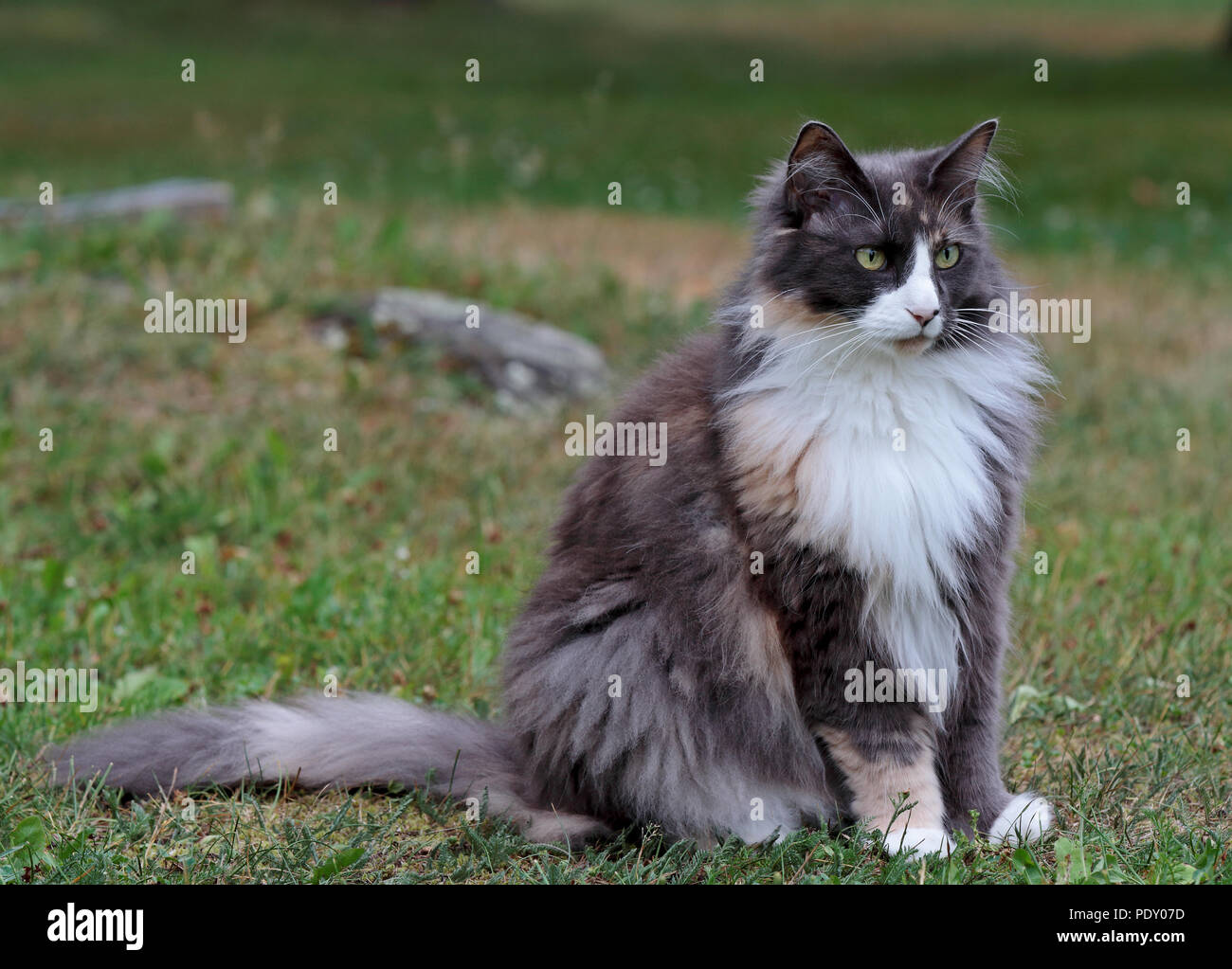 Norwegian forest cat female sitting outdoors on a summer day Stock Photo