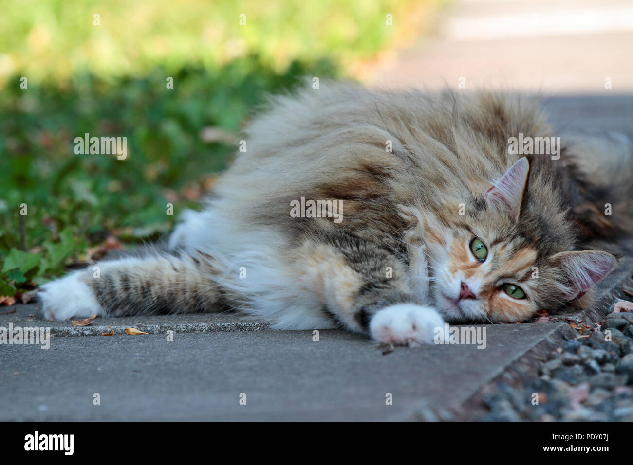 Norwegian forest cat female resting on pavement Stock Photo