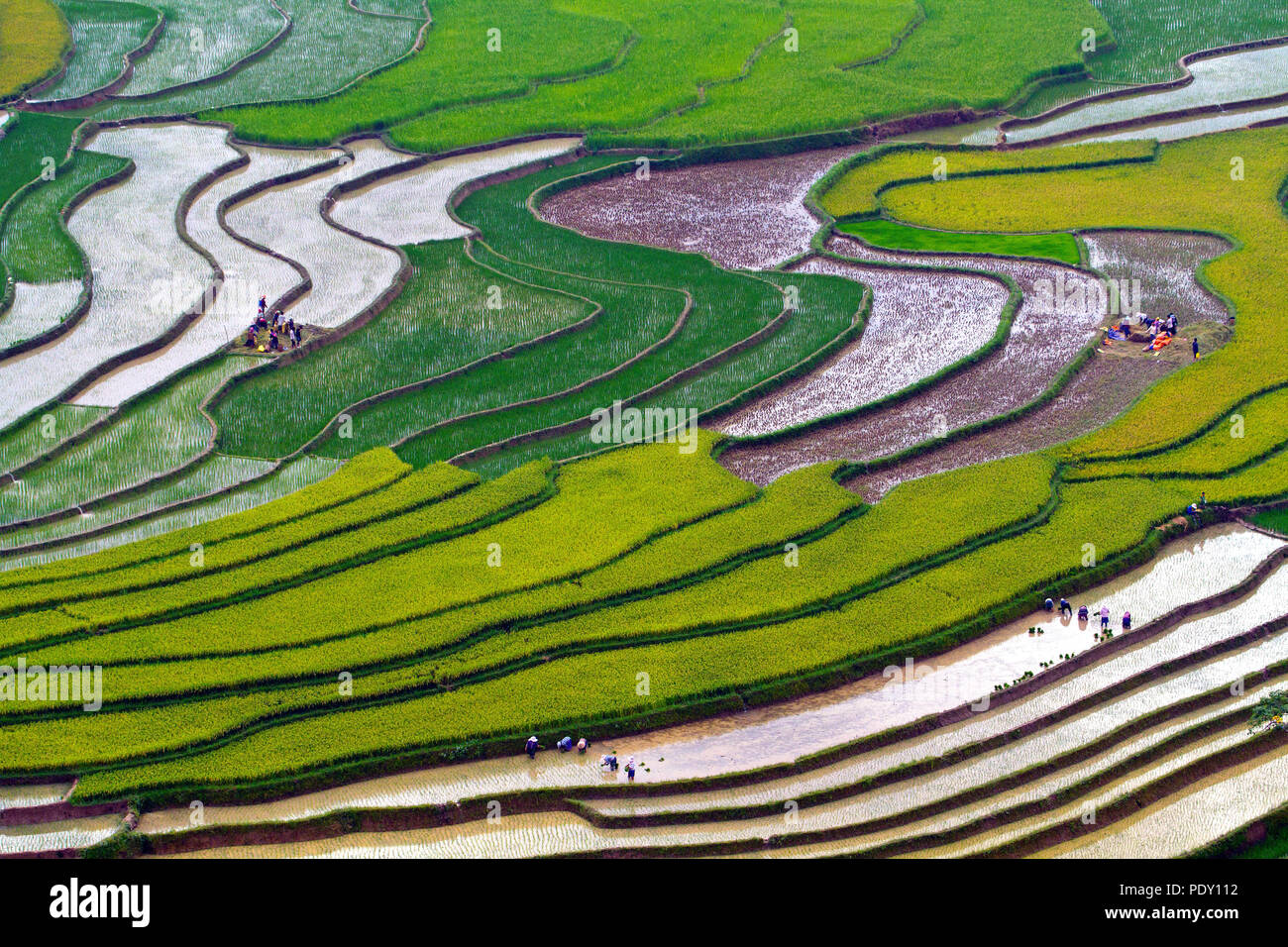 Rice fields in Ha Giang province, northwest Vietnam Stock Photo - Alamy