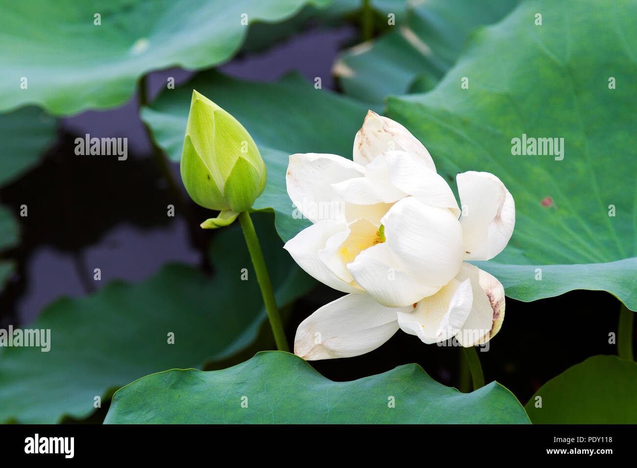 White lotus flower and bud. Hue, Vietnam Stock Photo